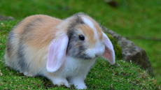 Widderkaninchen (15).jpg